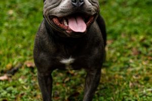 Staffordshire Bull Terriers For Stud