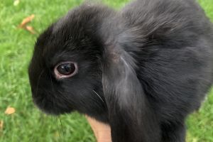 Mini Lop for Rehoming