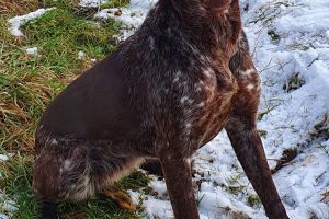 German Shorthaired Pointers for Rehoming