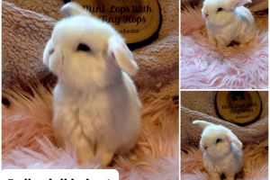 Mini Lop For Sale in the UK
