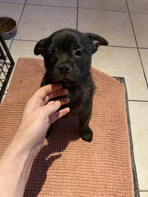 besøg prinsesse Decrement French Bulldog x Pomeranian for sale. Ready to go now. | UKPets