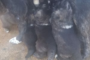 Caucasian Shepherd Dog For Sale in Lodon