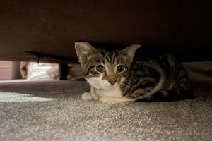Tabby Kitten for Sale