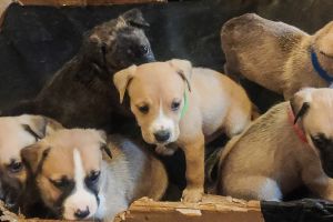 American bulldog Cross Husky Puppies for Sale