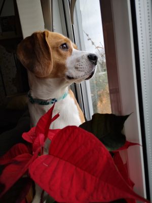 Beagle for Rehoming