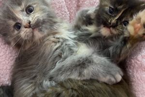 Maine Coons For Sale