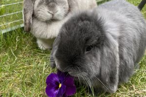 Mini Lop Rabbits Breed