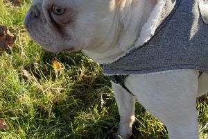 French Bulldog For Stud in Lodon