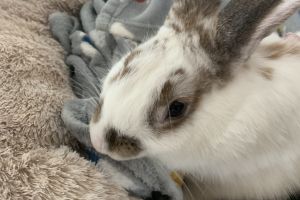 Rabbit in need of a new home
