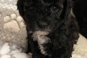 Shih-poo for Rehoming