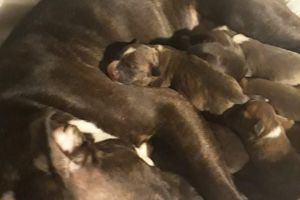 11 beautiful puppies for sale