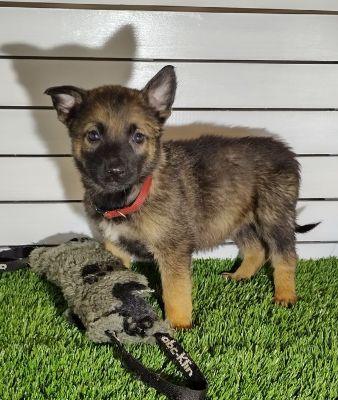 Hollandaise herders top bloodlines puppies for sale | UKPets