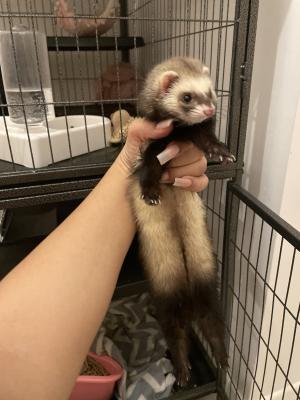 Available Ferrets