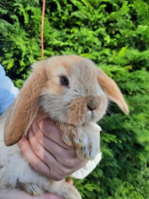 French Lop for Rehoming