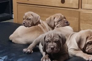 Cane Corso for Rehoming