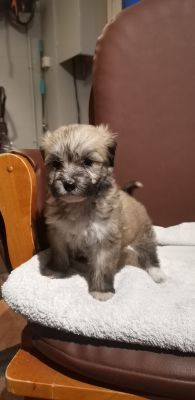 Powder puff hot sale puppies for sale