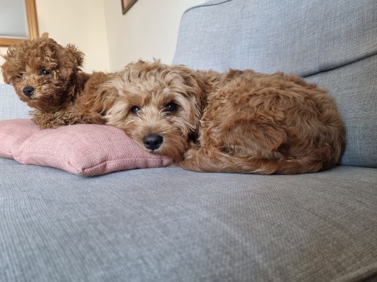 Cavapoo For Stud in the UK
