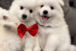 Japanese Spitz Dogs And Puppies For Sale In The Uk