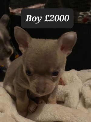 Chihuahua dogs for stud in Liverpool