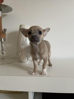 Chihuahua dogs for stud in Liverpool