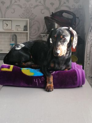 Dachshund For Stud in Great Britain