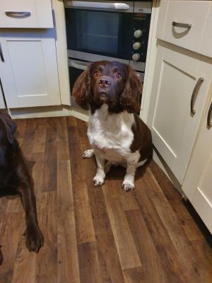 English Springer Spaniels for Rehoming