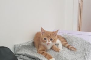 Male ginger kitten for sale