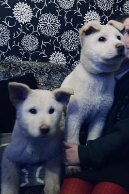 Stunning Japanese Akita Puppies for Sale | UKPets