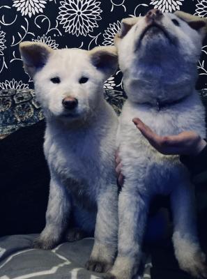 Stunning Japanese Akita Puppies for Sale | UKPets