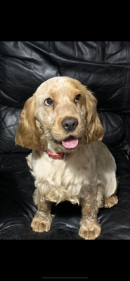 Cocker Spaniels