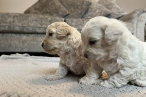 **TEDDY TOY ** poochon puppies for sale