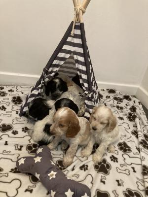 Cockapoos for Rehoming