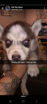 Cute Siberian Husky For Sale
