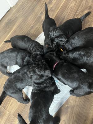 F1 miniature labradoodles puppies for sale | UKPets