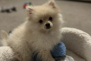 Hugo Puppy for Sale
