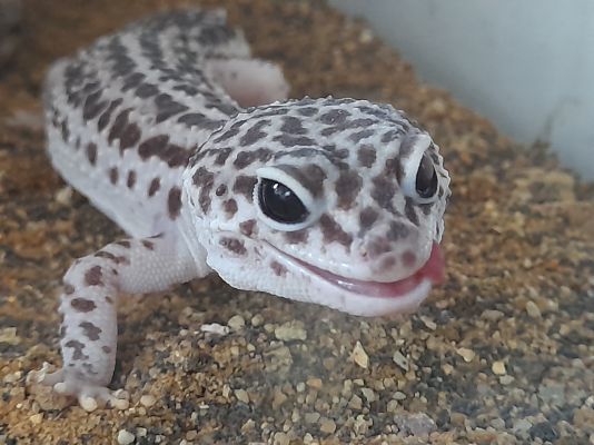 Leopard Gecko for Rehoming