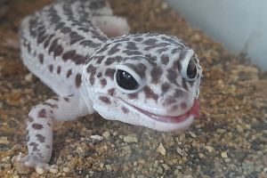 Leopard Gecko for Rehoming