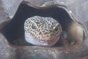 Leopard Gecko Dogs Breed