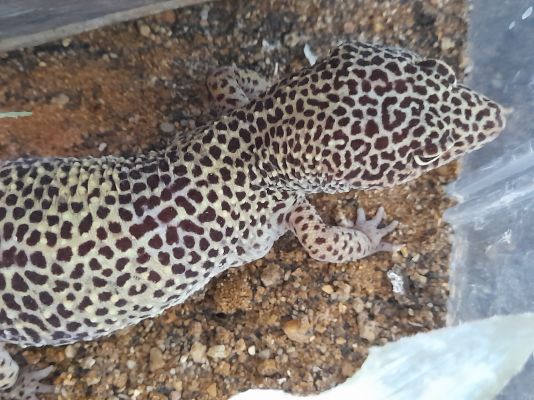 Leopard Gecko Reptiles and Amphibians Breed