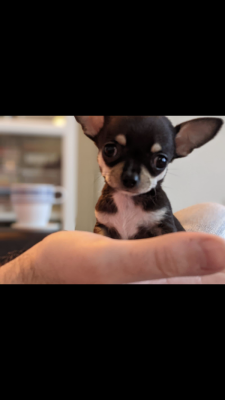 Chihuahua Advertisement UK Pets