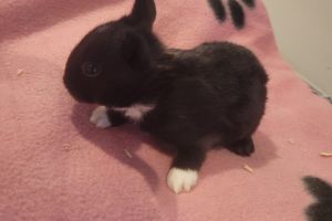 Dutch rabbits available (mixed litter)