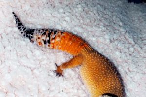 Available Leopard Geckos