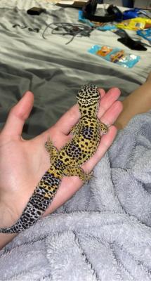Leopard Gecko Reptiles and Amphibians Breed