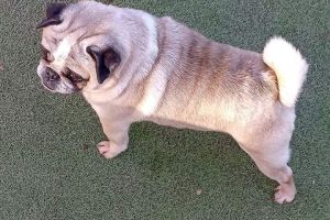 Pug Dogs Breed