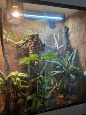 Panther Chameleon & Set Up Vivarium 