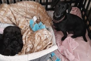 Patterdale Terriers for Rehoming