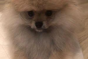Pedigree  Pomeranian Puppy for Sale - KC reg