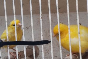 Canary For Sale in Lodon