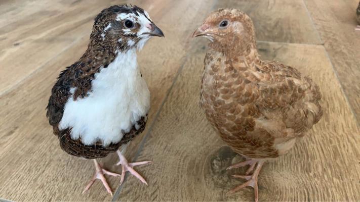 Quail For Sale in the UK