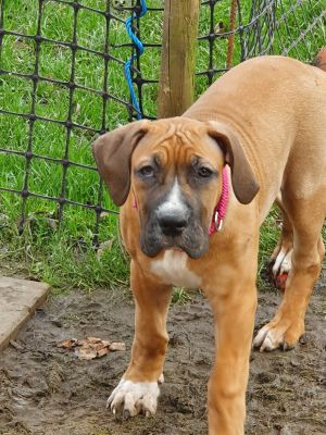 FULLY VACCINATED & REGISTERED BOERBOEL PUPS READY NOW | UKPets